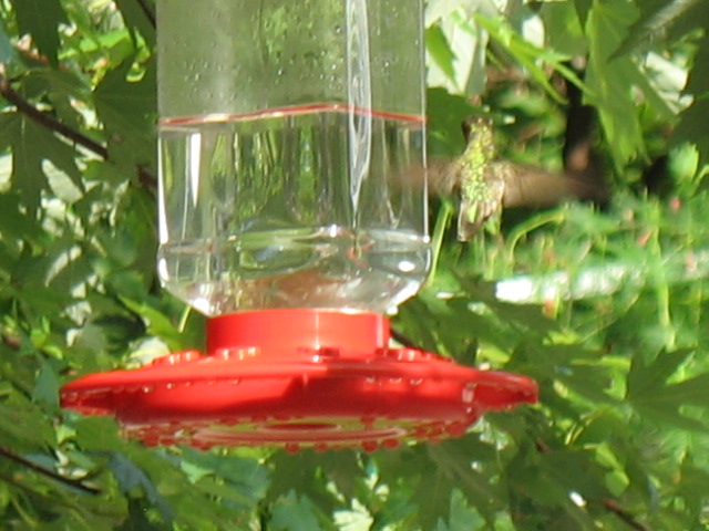 Hummingbird!