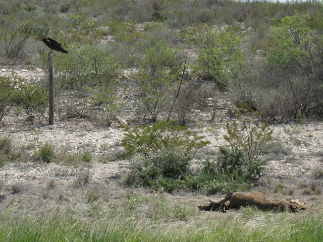 Turkey Vulture