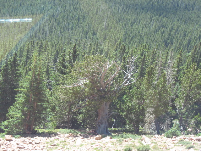 Bristlecone Pine