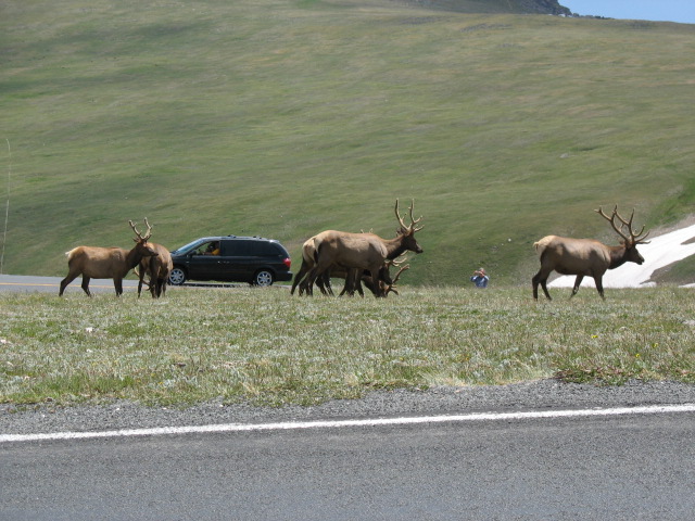 Herd of Elk I