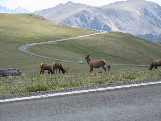 Herd of Elk II